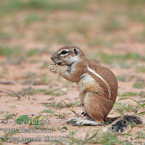 Xerus inauris Cape Ground Squirrel Ecureuil terrestre Kaapse grondeekhoorn Scoiattolo terrestre Capo Kap-Borstenhörnchen Erdhörnchen Cape Wiewiórka ziemna Veverka kapská Maasuslik Земляная белка 南非地松鼠 Waaistertgrondeekhoring ケープアラゲジリス Fokföldi földimókus Ardilla terrestre
