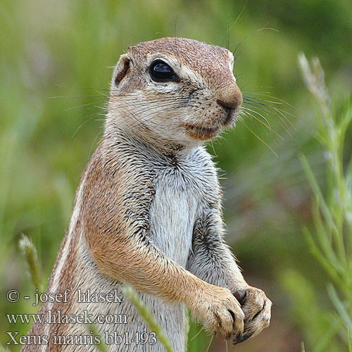 Waaistertgrondeekhoring ケープアラゲジリス Fokföldi földimókus Ardilla terrestre Xerus inauris Cape Ground Squirrel Ecureuil terrestre Kaapse grondeekhoorn Scoiattolo terrestre Capo Kap-Borstenhörnchen Erdhörnchen Cape Wiewiórka ziemna Veverka kapská Maasuslik Земляная белка 南非地松鼠