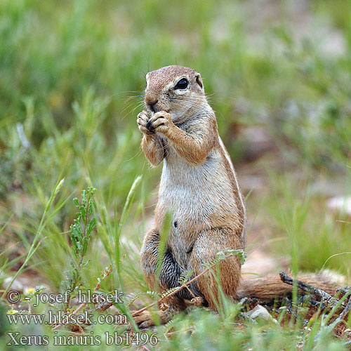 Ardilla terrestre Xerus inauris Cape Ground Squirrel Ecureuil terrestre Kaapse grondeekhoorn Scoiattolo terrestre Capo Kap-Borstenhörnchen Erdhörnchen Cape Wiewiórka ziemna Veverka kapská Maasuslik Земляная белка 南非地松鼠 Waaistertgrondeekhoring ケープアラゲジリス Fokföldi földimókus