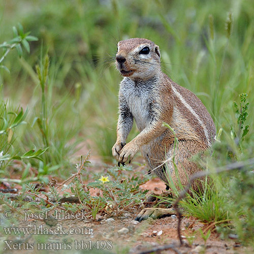 Cape Ground Squirrel Ecureuil terrestre Kaapse grondeekhoorn Scoiattolo terrestre Capo Kap-Borstenhörnchen Erdhörnchen Cape Wiewiórka ziemna Veverka kapská Maasuslik Земляная белка 南非地松鼠 Waaistertgrondeekhoring ケープアラゲジリス Fokföldi földimókus Ardilla terrestre Xerus inauris