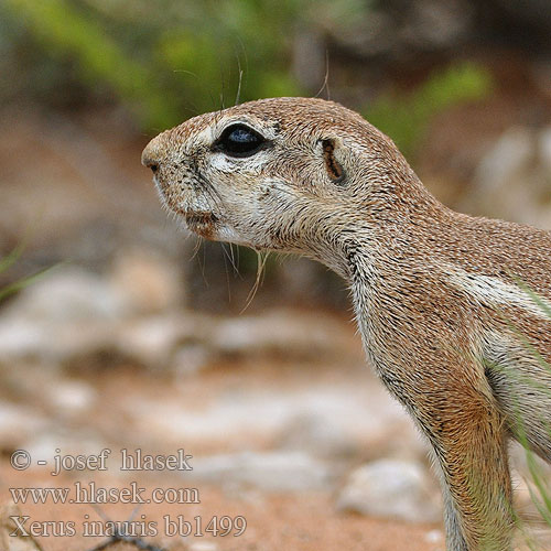 Xerus inauris bb1499