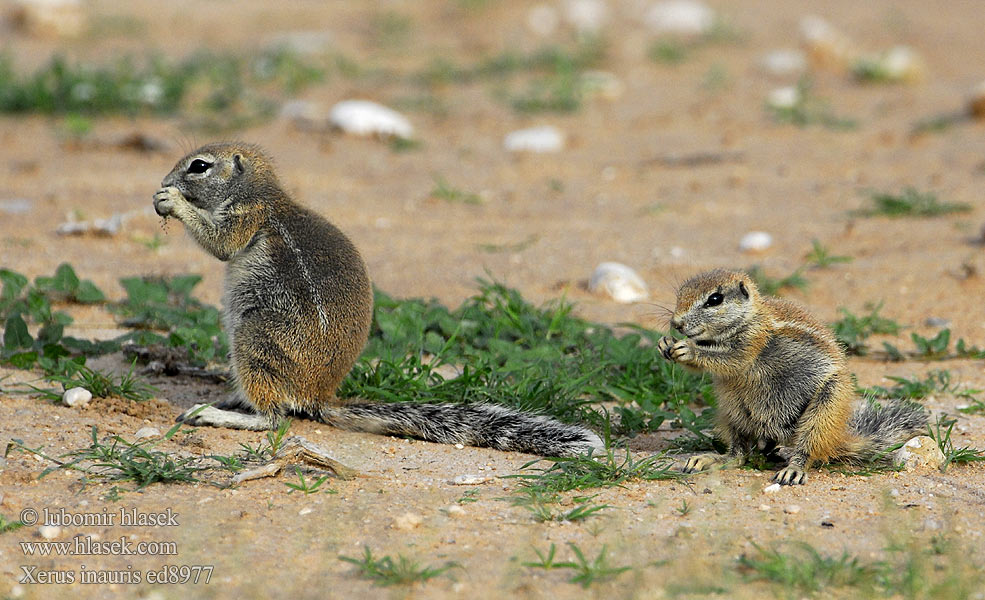 Xerus inauris ed8977