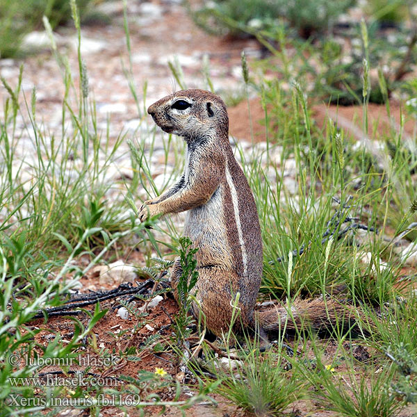 Xerus inauris fb1169