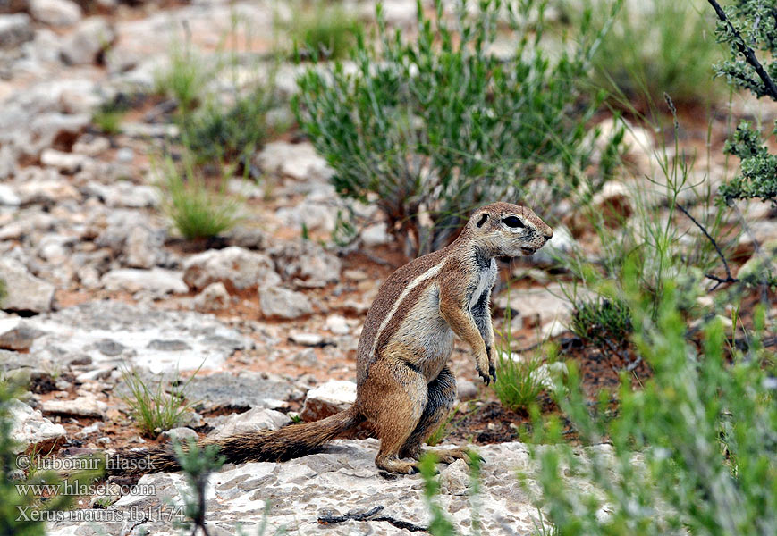 Xerus inauris fb1174