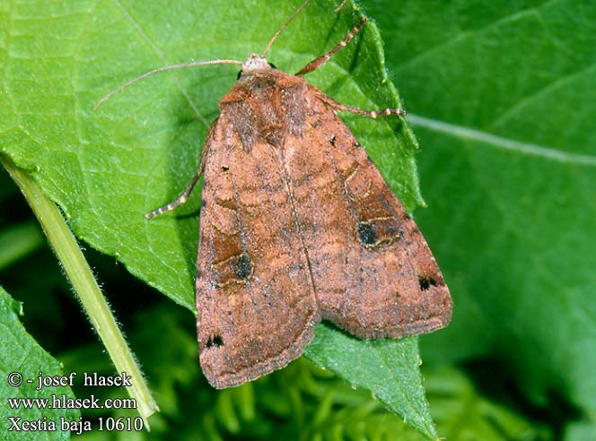 Xestia baja Dotted Clay Mora brusnicová