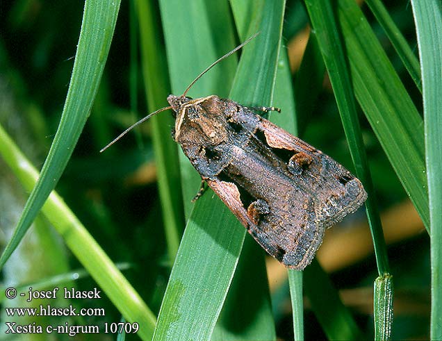 Xestia c-nigrum Setaceous Hebrew Character C-noir Совка с-черное