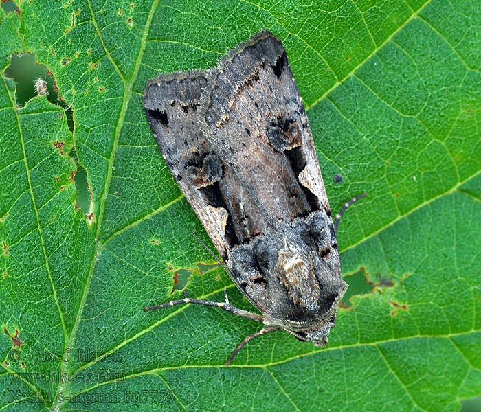 Mora čiernosŕpková Xestia c-nigrum