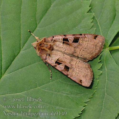 Xestia ditrapezium Ditrapez-Erdeule Osenice obecná Double Trapèze Triple-spotted Clay Tamsusis dirvinukas Mora obyčajná Trapetstecknat jordfly Feketefoltos földibagoly Совка две трапеции 