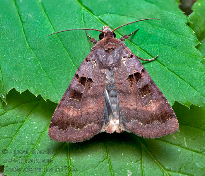Xestia stigmatica Osenice hluchavková Rhombus-Bodeneule Square-spotted clay