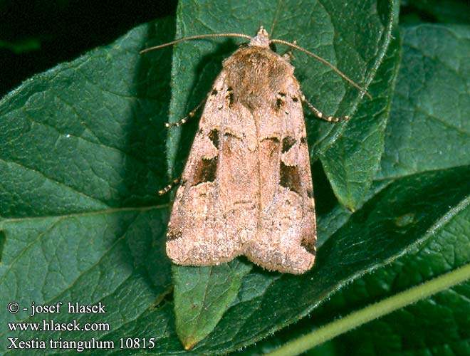 Xestia triangulum Double Square-spot Triangel-Erdeule Osenice trojúhlá