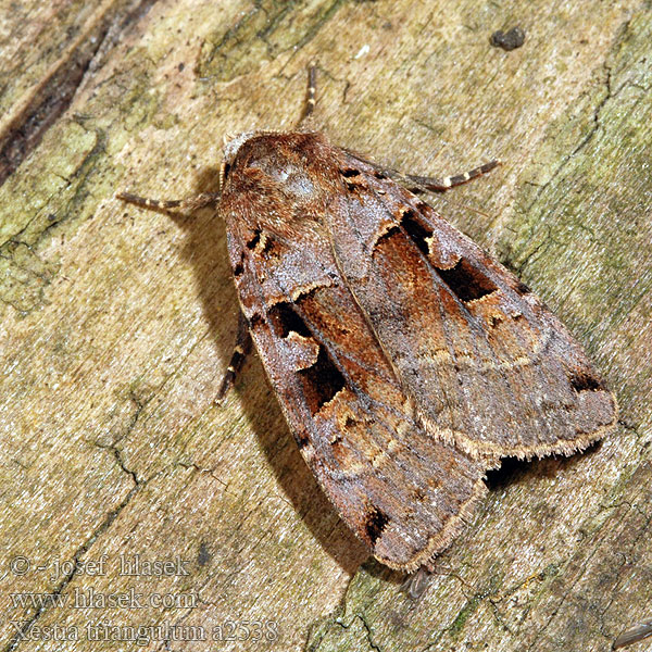 Double Square-spot Triangel-Erdeule Osenice trojúhlá