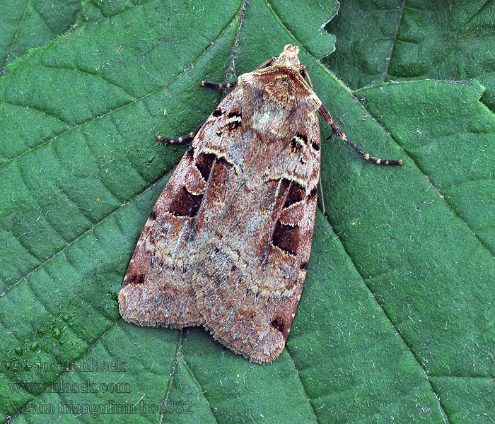 Double Square-spot Xestia triangulum