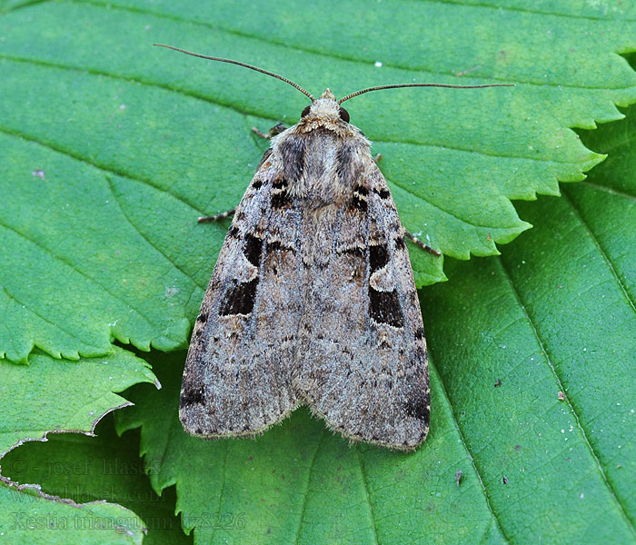 Noctuelle Chélidoine Xestia triangulum