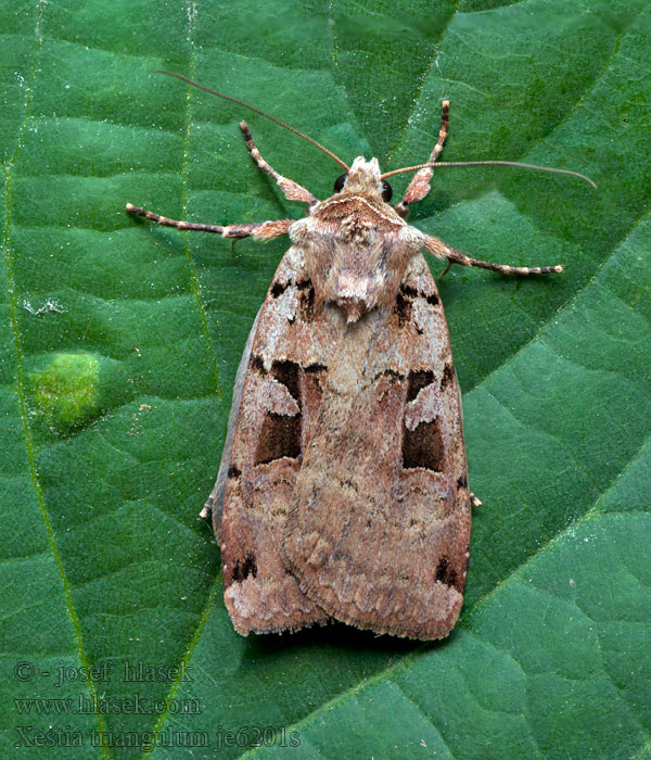 Double Square-spot Triangel-Erdeule Osenice trojúhlá Xestia triangulum