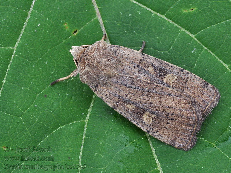 Xestia xanthographa Trimaculée Совка земляная коричневая