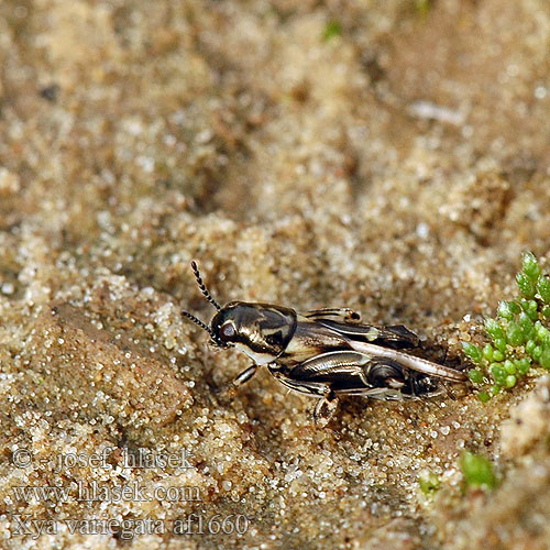 Xya variegata Tridactylus variegatus Pacvrček skvrnitý písečný Dreizehenschrecke Dreizehen-Grabschrecke Pasvrček pieskový Tridactyle panaché Триперст обыкновенный