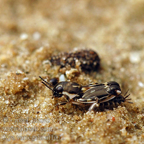 Dreizehenschrecke Dreizehen-Grabschrecke Pasvrček pieskový Tridactyle panaché Триперст обыкновенный Xya variegata Tridactylus variegatus Pacvrček skvrnitý písečný