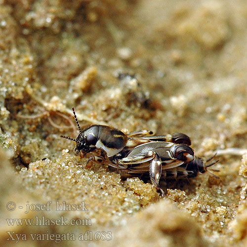 Tridactyle panaché Триперст обыкновенный Xya variegata Tridactylus variegatus Pacvrček skvrnitý písečný Dreizehenschrecke Dreizehen-Grabschrecke Pasvrček pieskový