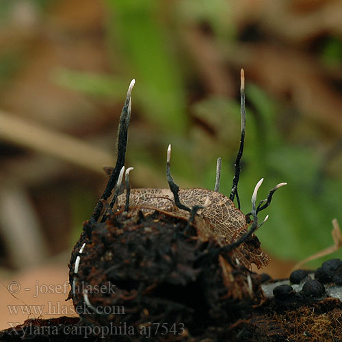 Xylaria carpophila Dřevnatka buková číškomilná Próchnilec owocolubny Drevnatec bukový Beechmast Candlesnuff Buchenfruchtschalen Holzkeule Bogskål-Stødsvamp Beukedopgeweizwam Bøkehamshorn Žirova lesenjača Ollonhorn