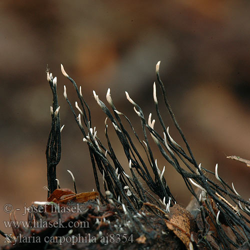 Xylaria carpophila aj8354