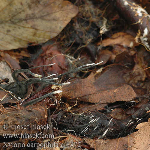 Xylaria carpophila aj8372