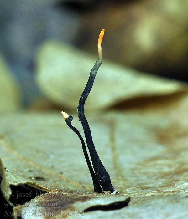 Xylaria_filiformis_bo0230