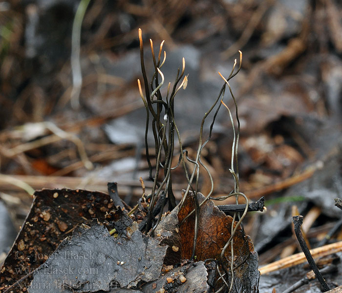 Xylaria filiformis Fädige Holzkeule Trådhorn Staudehorn