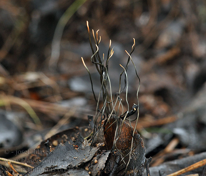 Xylaria_filiformis_bt1727