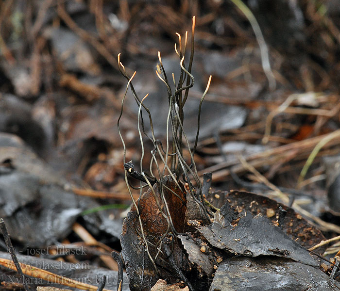 Xylaria filiformis Dřevnatka niťovitá