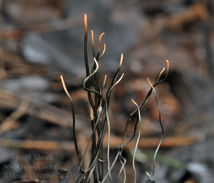 Xylaria filiformis Fädige Holzkeule