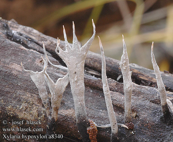 Xylaria hypoxylon Xylosphaera Candlesnuff Fungus Grenet stødsvamp Haarasarvisieni Xylaire bois Geweizwam Szarvasagancsgomba Geweihförmige Holzkeule Próchnilec gałęzisty Drevnatec parohatý Dřevnatka parohatá 鹿角炭角菌 Stubbhorn Stubbehorn Ксилярия гипоксилон カノツノタケ