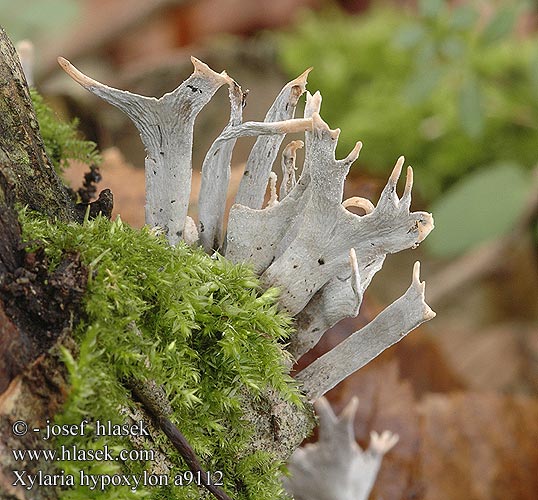 Xylaria hypoxylon a9112