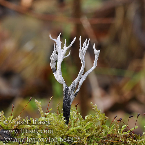 Dřevnatka parohatá 鹿角炭角菌 Stubbhorn Stubbehorn Ксилярия гипоксилон カノツノタケ Xylaria hypoxylon Xylosphaera Candlesnuff Fungus Grenet stødsvamp Haarasarvisieni Xylaire bois Geweizwam Szarvasagancsgomba Geweihförmige Holzkeule Próchnilec gałęzisty Drevnatec parohatý