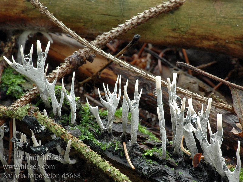 Ксилярия гипоксилон カノツノタケ Xylaria hypoxylon Xylosphaera Candlesnuff Fungus Grenet stødsvamp Haarasarvisieni Xylaire bois Geweizwam Szarvasagancsgomba Geweihförmige Holzkeule Próchnilec gałęzisty Drevnatec parohatý