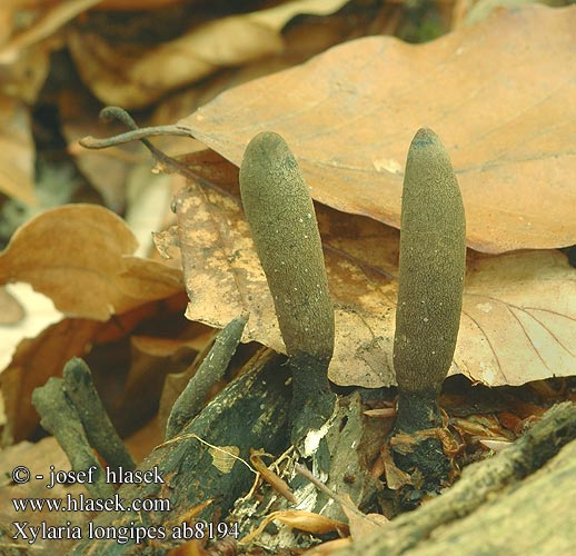 Xylaria longipes Langstielige Holzkeulen Dřevnatka dlouhonohá Slank stødsvamp Pitkäsarvisieni Xylaire long pied Nyeles agancsgomba Esdoornhoutknotszwam Smalt stubbehorn Próchnilec długotrzonkowy Ксилария длинноногая Långhorn Dolgobetna lesenjača Drevnatec štíhly Dolgobetna lesenjača