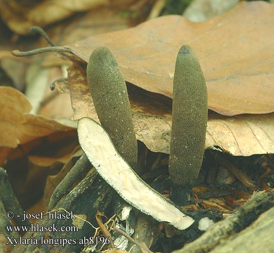 Xylaria longipes ab8196