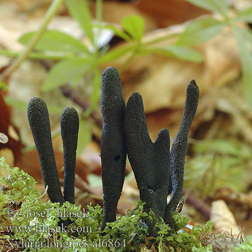 Xylaria longipes al6864