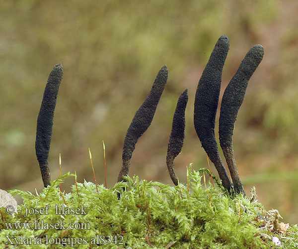 Xylaria longipes al8342