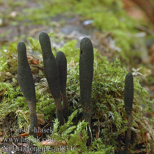 Drevnatec štíhly Dolgobetna lesenjača Xylaria longipes Langstielige Holzkeulen Dřevnatka dlouhonohá Slank stødsvamp Pitkäsarvisieni Xylaire long pied Nyeles agancsgomba Esdoornhoutknotszwam Smalt stubbehorn Próchnilec długotrzonkowy Ксилария длинноногая Långhorn Dolgobetna lesenjača