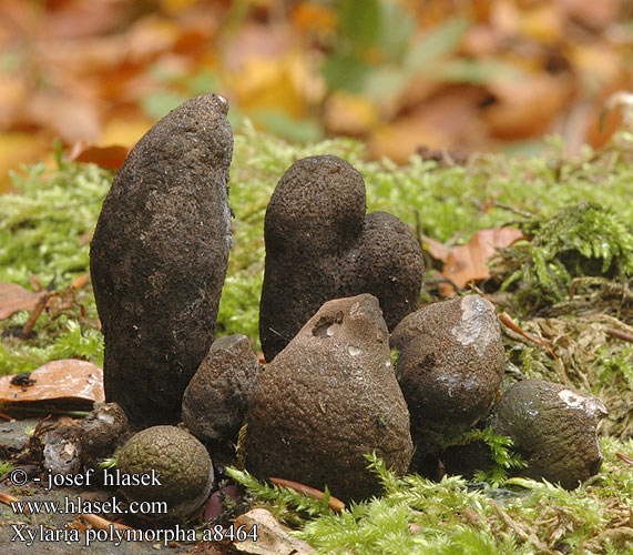 Xylaria polymorpha UK: Dead Man's Fingers DK: Kolle-stodsvamp FI: Nuijasarvisieni FR: Xylaire polymorphe NL: Houtknotszwam HU: Bunkós agancsgomba DE: Vielgestaltige Holzkeule PL: próchnilec maczugowaty SK: Drevnatec kyjakovitý CZ: Dřevnatka mnohotvárna SE: Tjockhorn SYN: Xylosphaera pistillaris NO: Bredt stubbehorn