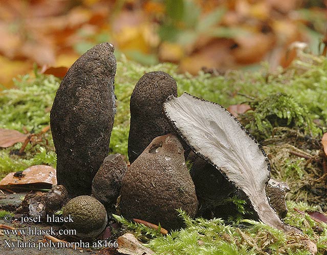 Xylaria polymorpha UK: Dead Man's Fingers DK: Kolle-stodsvamp FI: Nuijasarvisieni FR: Xylaire polymorphe NL: Houtknotszwam HU: Bunkós agancsgomba DE: Vielgestaltige Holzkeule PL: próchnilec maczugowaty SK: Drevnatec kyjakovitý CZ: Dřevnatka mnohotvárna SE: Tjockhorn SYN: Xylosphaera pistillaris NO: Bredt stubbehorn