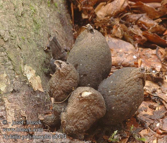 Xylaria polymorpha UK: Dead Man's Fingers DK: Kolle-stodsvamp FI: Nuijasarvisieni FR: Xylaire polymorphe NL: Houtknotszwam HU: Bunkós agancsgomba DE: Vielgestaltige Holzkeule PL: próchnilec maczugowaty SK: Drevnatec kyjakovitý CZ: Dřevnatka mnohotvárna SE: Tjockhorn SYN: Xylosphaera pistillaris NO: Bredt stubbehorn