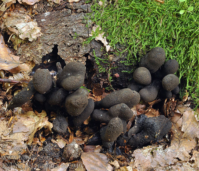 Drevnatec kyjakovitý Dřevnatka mnohotvárna Tjockhorn Xylosphaera pistillaris Bredt stubbehorn