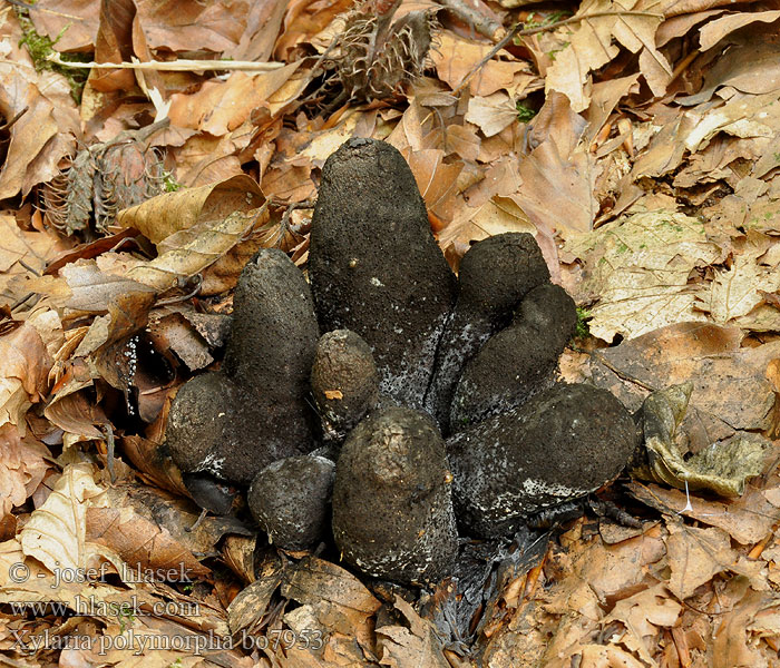 Dead Man's Fingers Kølle-stødsvamp Nuijasarvisieni Xylaire polymorphe