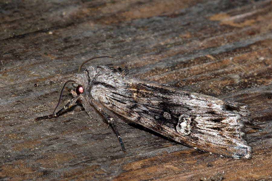 Golden-rod Brindle Mora rojovníková Noctuelle Verge-d'Or