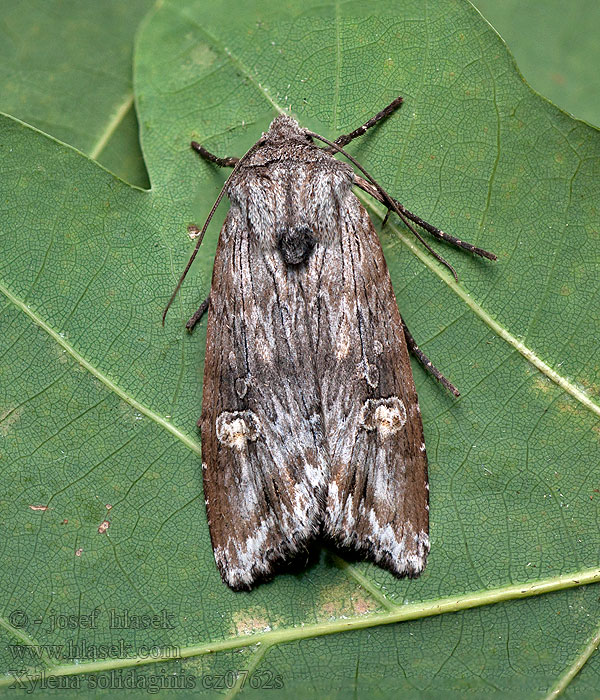 Rollflügel-Holzeule Golden-rod Brindle Xylena solidaginis