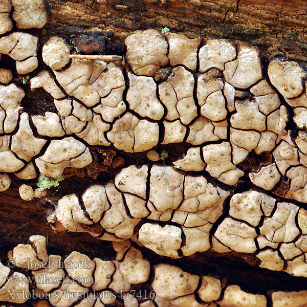 Thelephora frustulata Xerocarpus frustulosus Pevník rozpraskaný kouskovitý