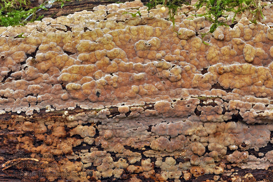 Mosaikschichtpilz Mosaik-Schichtpilz Xylobolus frustulatus