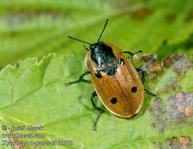 Xylodrepa 4-punctata 10119