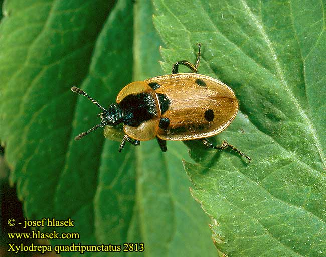 Dendroxena quadrimaculata Xylodrepa quadripunctata Mrchožrout housenkář
